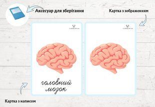 Внутрішня будова людини &mdash; дидактичні картки (2 частини)  фото