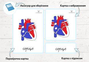 Будова серця &mdash; дидактичні картки (3 частини)  фото
