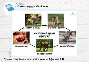 Життєвий цикл кенгуру &mdash; демонстраційні картки  фото