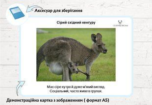 Цікаві факти про кенгуру &mdash; дидактичний матеріал  фото