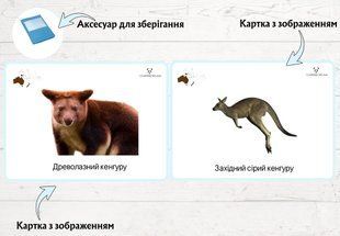 Інформація про кенгуру &mdash; дидактичний матеріал  фото