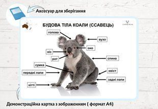 Будова коали &mdash; демонстраційні картки  фото